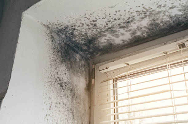 Affordable Mold Cleanup solutions in Westernport, MD